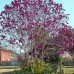 Magnolia Black Tulip C3